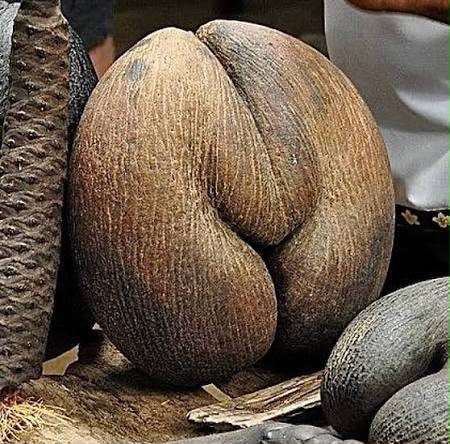 La coco de mer, il seme più grande e pesante di qualsiasi pianta sulla Terra, che si trova solo alle Seychelles