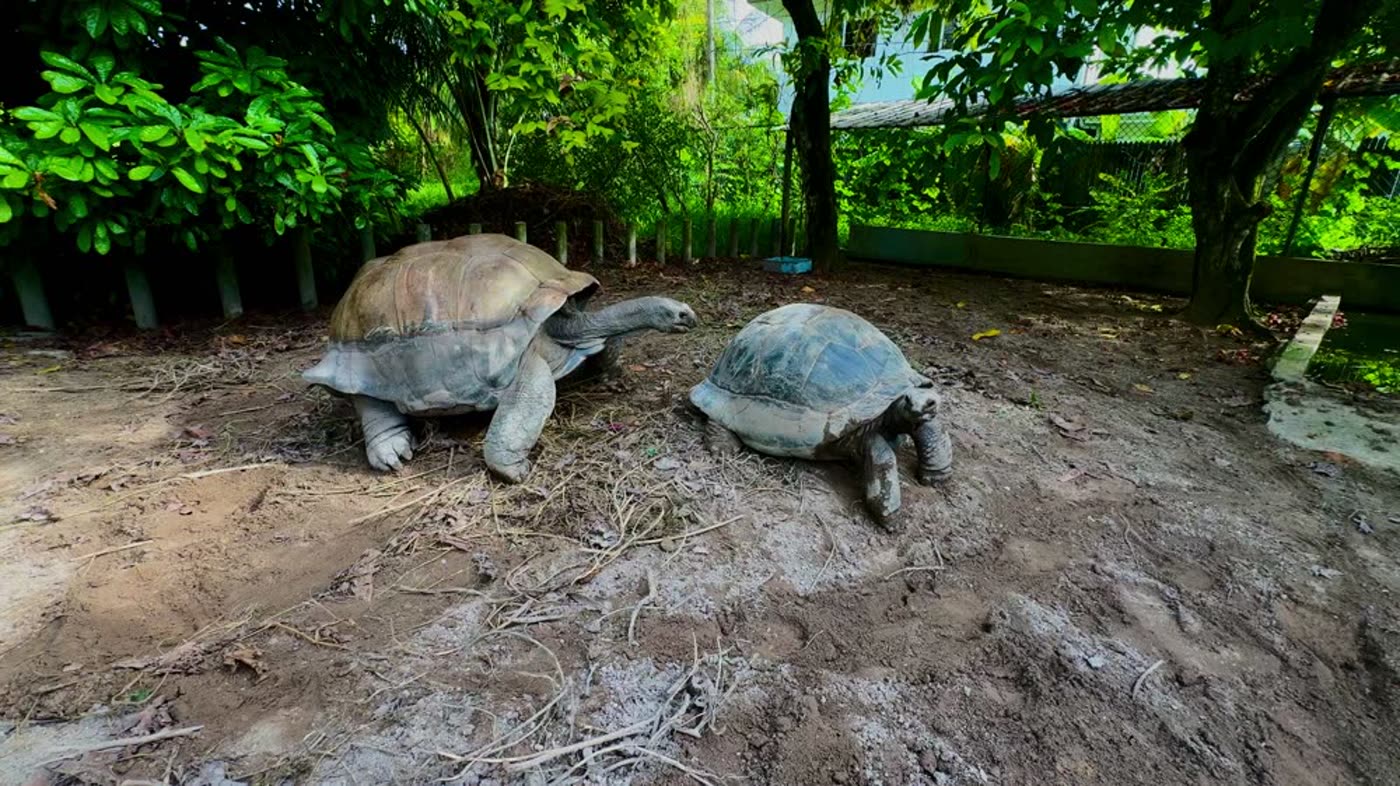 Thomas, una tartaruga gigante di Aldabra di 197 anni, nel giardino di Alibel Beach Villa